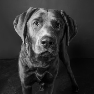 Fundraising Page: Aibee Brighton